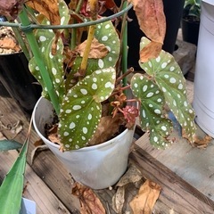 観葉植物　手狭になって来たのでもらって下さいの画像