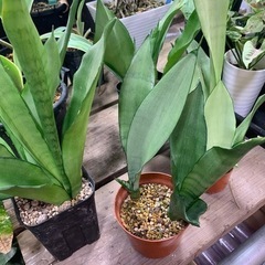 観葉植物　手狭になって来たのでもらって下さい