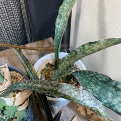 観葉植物　手狭になって来たのでもらって下さいの画像