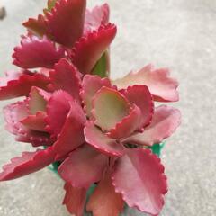 多肉植物　朱蓮