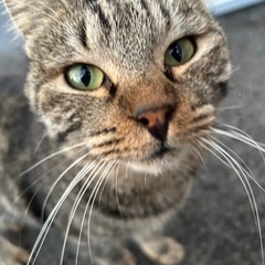ペットとお話しします【亡くなった子も可】