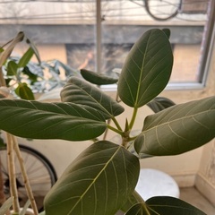 【無料】観葉植物【譲ります】の画像