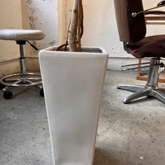 【無料】観葉植物【譲ります】の画像