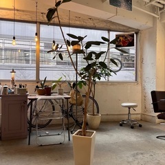 【無料】観葉植物【譲ります】の画像