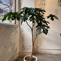 【無料】観葉植物【譲ります】