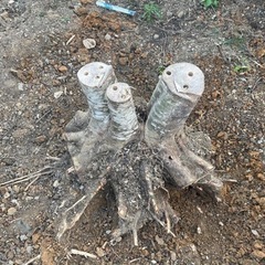 庭木の抜根と処分