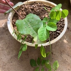 ミズレモン　その他寄せ植えハーブティーセット1/25までの画像