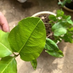 ミズレモン　その他寄せ植えハーブティーセット1/25までの画像