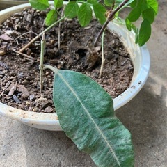 ミズレモン　その他寄せ植えハーブティーセット1/25までの画像