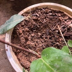 ミズレモン　その他寄せ植えハーブティーセット1/25までの画像