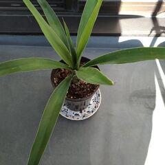 縁起の良い観葉植物３種（ユッカ・エレファンティペス、キダチアロエ、フユサンゴ）　の画像