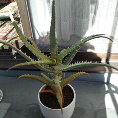 縁起の良い観葉植物３種（ユッカ・エレファンティペス、キダチアロエ、フユサンゴ）　の画像