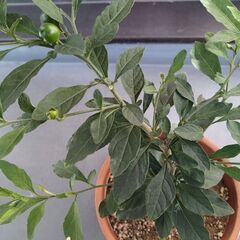 縁起の良い観葉植物３種（ユッカ・エレファンティペス、キダチアロエ、フユサンゴ）　の画像