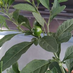 縁起の良い観葉植物３種（ユッカ・エレファンティペス、キダチアロエ、フユサンゴ）　の画像