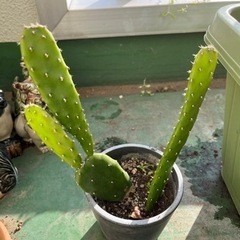 【取引中】ウチワサボテン