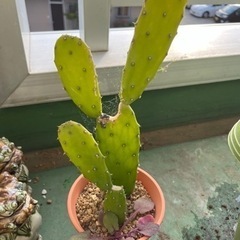 【取引中】ウチワサボテン