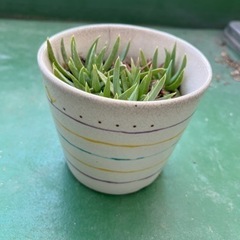 【取引中】多肉植物