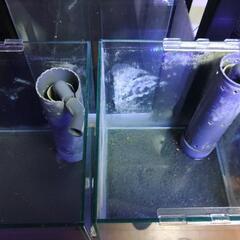30キューブX２　OF水槽の画像