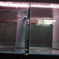 30キューブX２　OF水槽の画像
