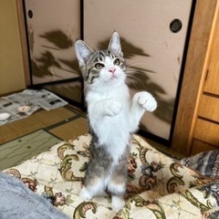 この仔の里親募集してます