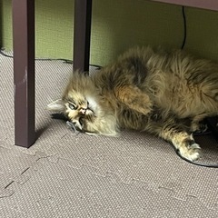 家出猫　探してます