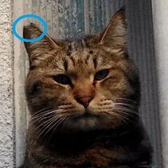 完全無料！野良猫の無料不妊手術実施！２４時間年中無休。