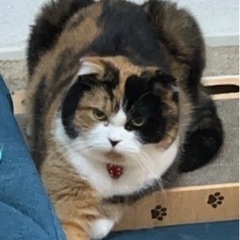 大事な家族を探しています。脱走猫　迷子猫