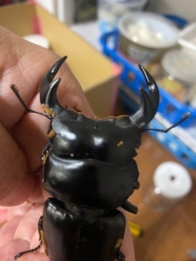 マレーアンタエゥス