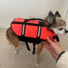 【ペット用】救命胴衣の画像