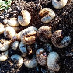 天然カブトムシの3令幼虫茨城県行方市産
