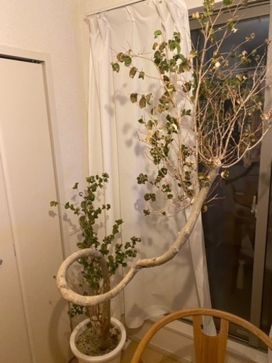 観葉植物　フィカスベンジャミナ