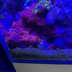 ディスクコーラル