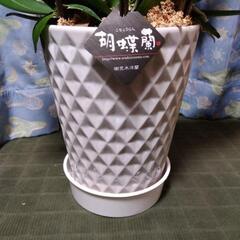 ②衝撃価格！超破格値！超ロング！胡蝶蘭3株入り3本立ち　胡蝶蘭鉢株苗 コチョウラン 洋蘭 洋ランの画像