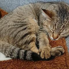 保護猫達がたくさんいます。