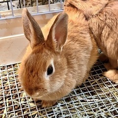 ★☆🔸生後半年うさぎ🔸★☆ネザーランドラビット　7月31日産まれ