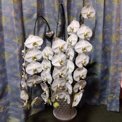 ⑤衝撃価格！超破格値！胡蝶蘭3株入り3本立ち　胡蝶蘭鉢株苗 コチョウラン 洋蘭 洋ランの画像