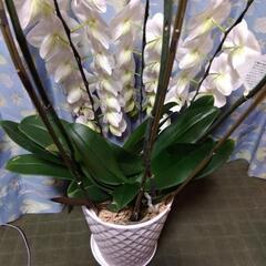 ⑤衝撃価格！超破格値！胡蝶蘭3株入り3本立ち　胡蝶蘭鉢株苗 コチョウラン 洋蘭 洋ランの画像