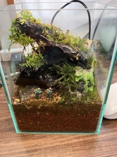 苔テラリウム　作品