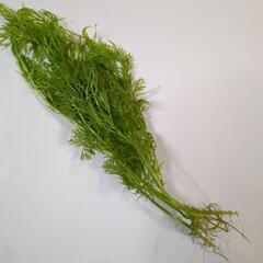 【8/3限定】水草:アメリカンウォータースプライト