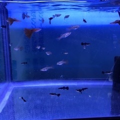 熱帯魚　国産グッピー　1匹100円‼️の画像