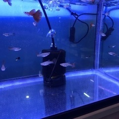熱帯魚　国産グッピー　1匹100円‼️の画像