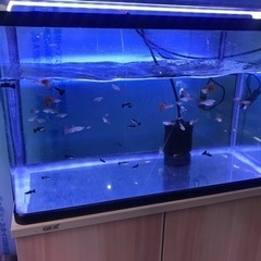 熱帯魚　国産グッピー　1匹100円‼️