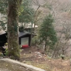木の伐採