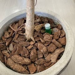 観葉植物　ベンガレンシス