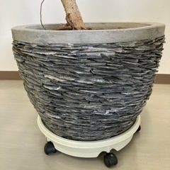 観葉植物　ベンガレンシス