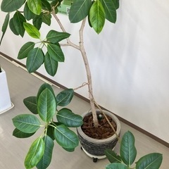 観葉植物　ベンガレンシス