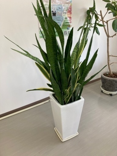 観葉植物　サンスベリア大