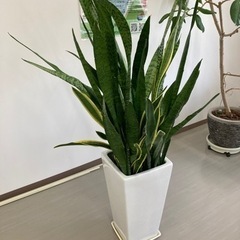 観葉植物　サンスベリア大