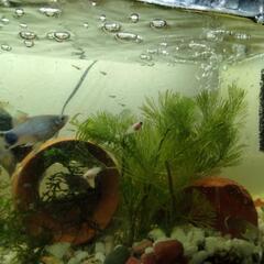 ミックスグッピー、プラティ稚魚

、値段相談のります。の画像