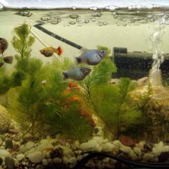 ミックスグッピー、プラティ稚魚

、値段相談のります。の画像